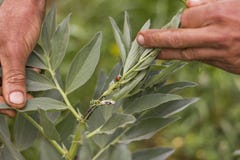 Ladybird eating aphids stock image Ladybird eating aphids stock image