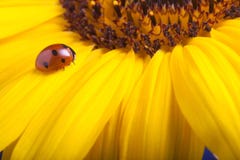 Red ladybug on sunflower flower, ladybird creeps on stem of plan royalty free stock photos Red ladybug on sunflower flower, ladybird creeps on stem of plan royalty free stock photos