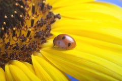 Red ladybug on on yellow flower, ladybird creeps on stem of plan. T in spring in garden in summer Stock Photos Red ladybug on on yellow flower, ladybird creeps on stem of plan. T in spring in garden in summer Stock Photos