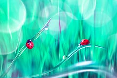 Red Ladybugs On A Blue And Green Grass. Spring Summer Natural Background. Artistic Creative Bright Multi-colored Image. Stock Photo