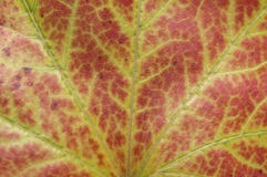 Red leaf from tree macro shot like ecology plant abstract patter. N natural macro red background Royalty Free Stock Photography Red leaf from tree macro shot like ecology plant abstract patter. N natural macro red background Royalty Free Stock Photography