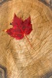 Red Leaf on tree stump. Autumn Red Leaf on tree stump in The Great Smoky Mountains National Park Tennessee Royalty Free Stock Photography Red Leaf on tree stump. Autumn Red Leaf on tree stump in The Great Smoky Mountains National Park Tennessee Royalty Free Stock Photography