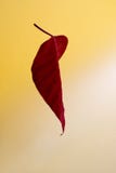 Red leaf on yellow background