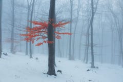 Red leaves tree in winter foggy forest. Snow covered woods stock image Red leaves tree in winter foggy forest. Snow covered woods stock image