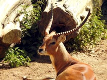 Red lechwe antelope royalty free stock photography Red lechwe antelope royalty free stock photography