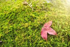 A red maple leaf on a mossy rock in a rainforest.Thailand.Copy s royalty free stock photography A red maple leaf on a mossy rock in a rainforest.Thailand.Copy s royalty free stock photography