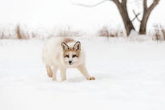 Red Marble Fox Vulpes vulpes Turns Towards Viewer Royalty Free Stock Images Red Marble Fox Vulpes vulpes Turns Towards Viewer Royalty Free Stock Images