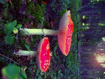 Red-mushrooms