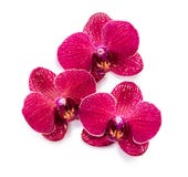 Red tropical flowers on white background stock image Red tropical flowers on white background stock image