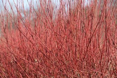 Red osier dogwood clump in winter Royalty Free Stock Photography Red osier dogwood clump in winter Royalty Free Stock Photography