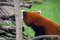 Red panda or firefox showing the red fur on its back royalty free stock images Red panda or firefox showing the red fur on its back royalty free stock images