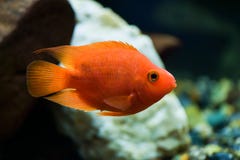 Red parrot fish swims in a aquarium