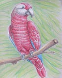 Red Parrot Stock Photography