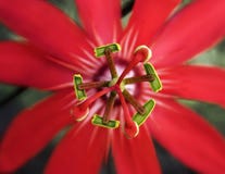 Red Passion Flower Stock Photos
