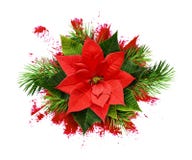 Red Poinsettia Flower And Christmas Tree Branches On Paint Brush Stock Photos Red Poinsettia Flower And Christmas Tree Branches On Paint Brush Stock Photos