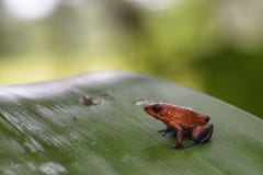 Red Poison Dart Frog - Oophaga pumilio royalty free stock images Red Poison Dart Frog - Oophaga pumilio royalty free stock images