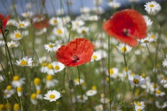 Red Poppies Stock Images