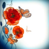 Red poppies field and blue cornflowers Royalty Free Stock Image Red poppies field and blue cornflowers Royalty Free Stock Image