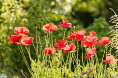 Red poppies. With selective focus. Red poppies. With selective focus Stock Images Red poppies. With selective focus. Red poppies. With selective focus Stock Images