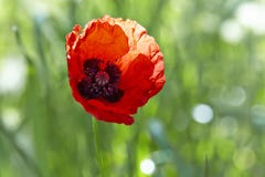 Red Poppy Flower (Papaver Rhoeas) Stock Image