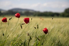 Red poppy flowers in a field on a background of green ears and blue sky royalty free stock photos Red poppy flowers in a field on a background of green ears and blue sky royalty free stock photos