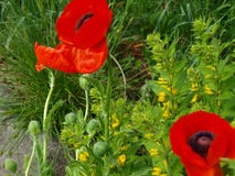 Red poppy flowers in a green garden stock image Red poppy flowers in a green garden stock image