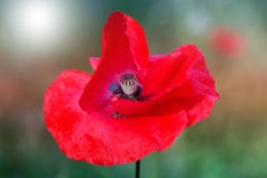 Red poppy on green weeds field. Poppy flowers.Close up poppy head. red poppy. stock photos Red poppy on green weeds field. Poppy flowers.Close up poppy head. red poppy. stock photos