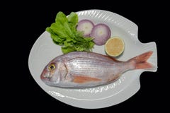 Red porgy as known as sea bream with rockets leaves served on white plate royalty free stock image Red porgy as known as sea bream with rockets leaves served on white plate royalty free stock image