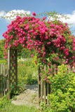 Red Rambler Rose On An Arched Garden Entrance Stock Photo Red Rambler Rose On An Arched Garden Entrance Stock Photo