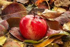 Red Ripe Apple Royalty Free Stock Image Red Ripe Apple Royalty Free Stock Image