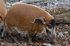 Red River Hog (Potamochoerus Porcus) Royalty Free Stock Photo Red River Hog (Potamochoerus Porcus) Royalty Free Stock Photo
