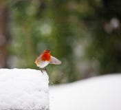 Red Robin In The Snow With Outstretched Wing Stock Images Red Robin In The Snow With Outstretched Wing Stock Images