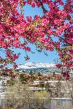 Cherry blossom trees at Red Rock Canyon Open Space Colorado Spri Royalty Free Stock Images Cherry blossom trees at Red Rock Canyon Open Space Colorado Spri Royalty Free Stock Images
