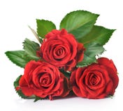Red Rose stock photo Red Rose stock photo