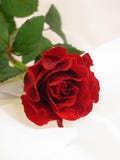 Red Rose Royalty Free Stock Photo Red Rose Royalty Free Stock Photo
