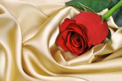 Red Rose Royalty Free Stock Photography