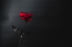Photograph Black Rose White Background Stock Images Download 262