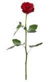 Red rose, long stem