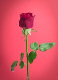 Red rose on pink background Royalty Free Stock Photography Red rose on pink background Royalty Free Stock Photography