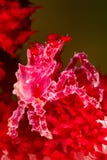 red rose soft coral crab