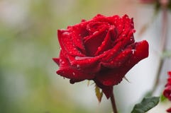 Red Rose With Dew Royalty Free Stock Images