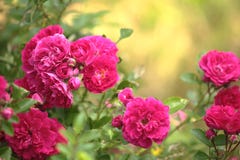 Red Roses Stock Photography Red Roses Stock Photography