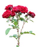 Red Roses Stock Images
