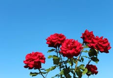 Red Roses Royalty Free Stock Photo
