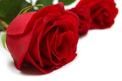 Red Roses Stock Image
