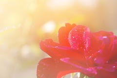 Red roses are blooming and morning sunlight for the background or graphic design stock images Red roses are blooming and morning sunlight for the background or graphic design stock images