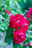 Red roses bush on green garden background stock images Red roses bush on green garden background stock images
