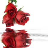 Red Roses Reflection In Water Royalty Free Stock Image