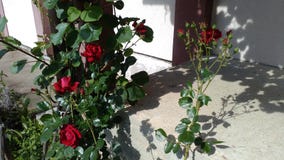 Red roses on the stairs stock photography Red roses on the stairs stock photography