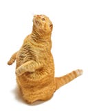 Red scottish fold cat stands like a gopher on a white background stock photo Red scottish fold cat stands like a gopher on a white background stock photo